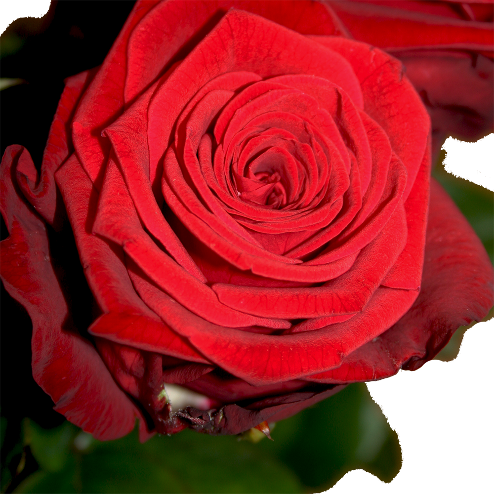 Langstilkede røde roser – Byens Grønne Hjørne