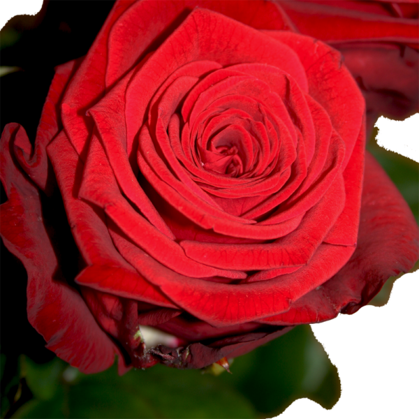 Langstilkede røde roser - Image 3